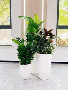 宁波鄞州专业花木出租，装点你的独特空间